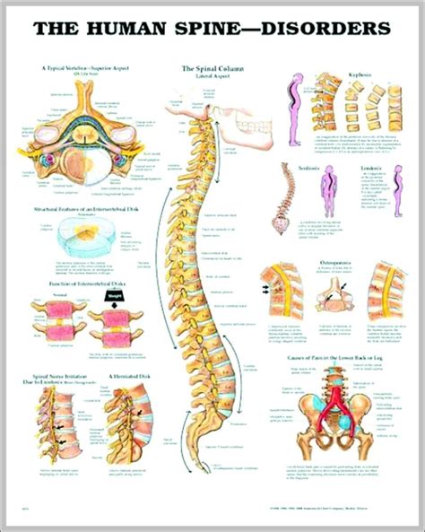 Pictures Of The Human Spine Graph Diagram