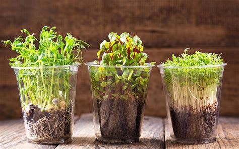 How To Grow Microgreens On Your Windowsill David Domoney