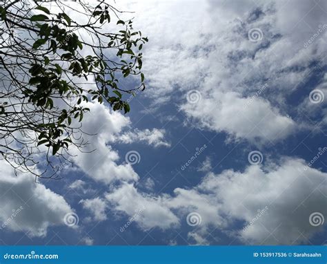Beautiful Clouds In The Blue Sky With Branches Of The Tree Stock Photo