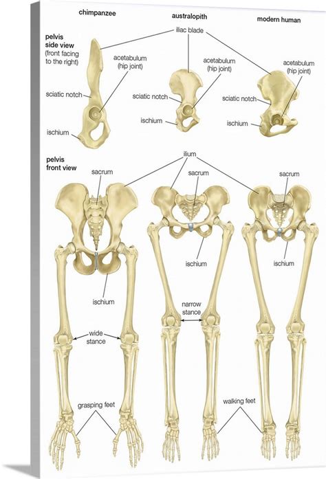 Front And Side Views Of Pelvis In Chimpanzee Australopithecus And