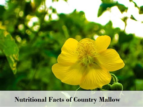 Country Mallow Sida Cordifolia Health Benefits Facts And Side