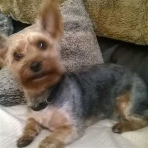 Enter the microchip id below and click search. Pet Picture Gallery : Fern