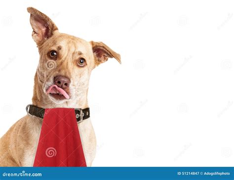 Hungry Crossbreed Dog Tongue Out Open Mouth Stock Image Cartoondealer