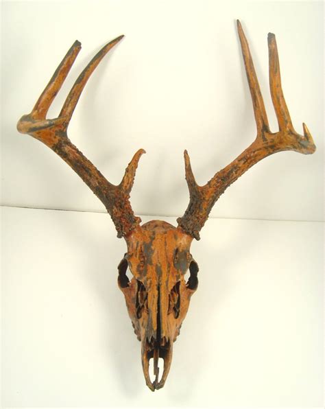 Deer Skull Taxidermy Painted Antlers Black Iron Rust Etsy Painted