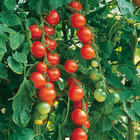 Tomato Seeds Gardeners Delight Dobies