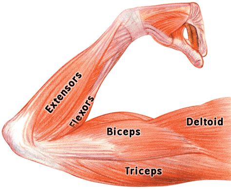 Related Image Arm Muscle Anatomy Arm Muscles Muscle Anatomy