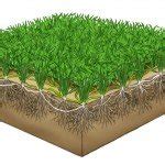 Emerald zoysia is a very fine textured grass. Zoysia | The Zoysia Farm Nurseries Blog - Part 3