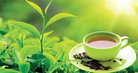 3 Types Of Ceylon Tea And Which Is The Best Guidebits