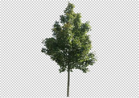 ボード Photoshop Trees Plants のピン