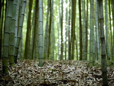 45 Bamboo Forest Wallpaper