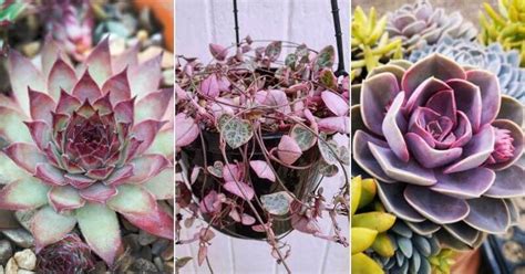 I bought this plant at a yardsale in virginia eight years ago. 14 Sensational Purple Succulents You Will Love
