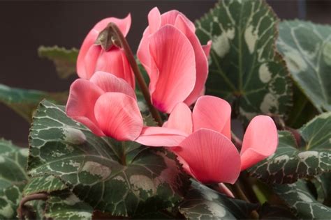 31 Unique Cyclamen Flowers With Pictures Naturallist