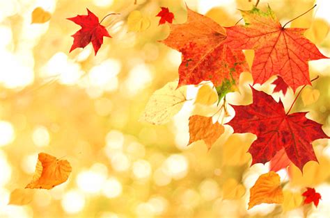 Beautiful Autumn Themed Background Different Multicolored