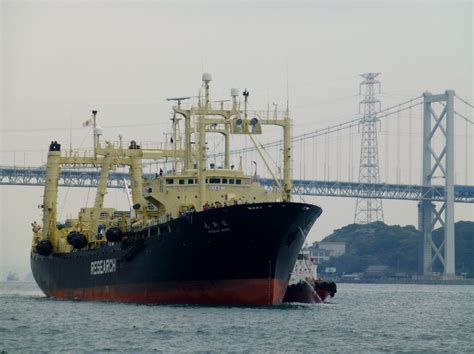 Whaling Fleet Returns From Antarctic Ocean Hunt The Japan Times