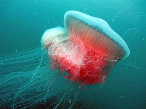 Guide To Managing Jellyfish Stings Medical Office Pediatria Domani