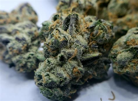 New Strain "Cultivar Collection- Banana OG" from Trulieve's Morgantown