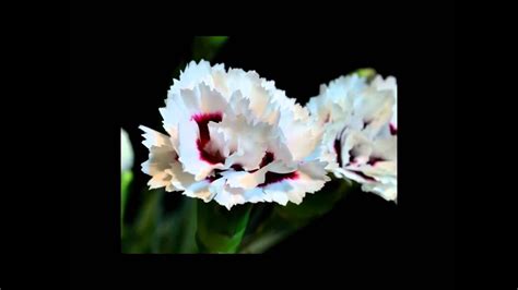 One of our bride's favorite wedding packs, the pantone marsala pack, features the stunning burgundy carnation. Two carnations blooming simultaneously time lapse - YouTube