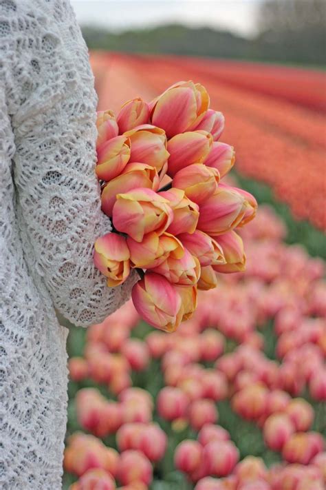 Check spelling or type a new query. Pink tulips in pastel tones. Tulip Marit is soft pink with ...