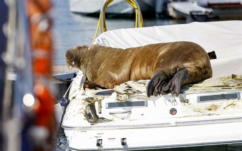 Freya The Walrus Did She Have To Be Euthanised Rnz News
