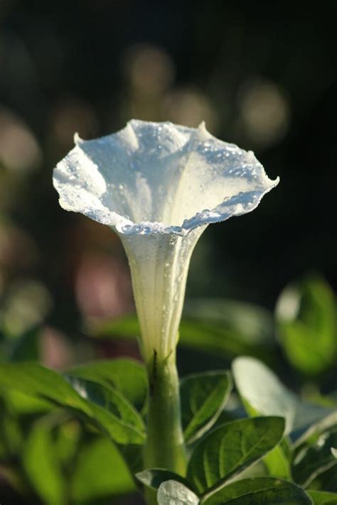 The datura is not a true moonflower, but shares many lovely properties. Datura (Devil's Trumpet) | A to Z Flowers