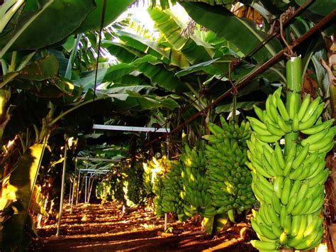 Como Plantar Banana Confira 8 Dicas Especiais Para Começar A Produção