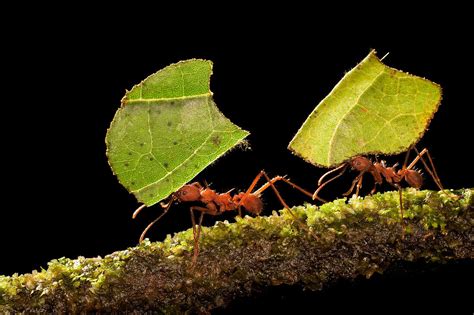 Leafcutter Ant Atta Sp Pair Carrying Bild Kaufen 71007852