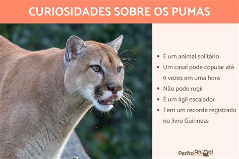 15 Curiosidades Sobre Os Pumas Que Vão Te Surpreender