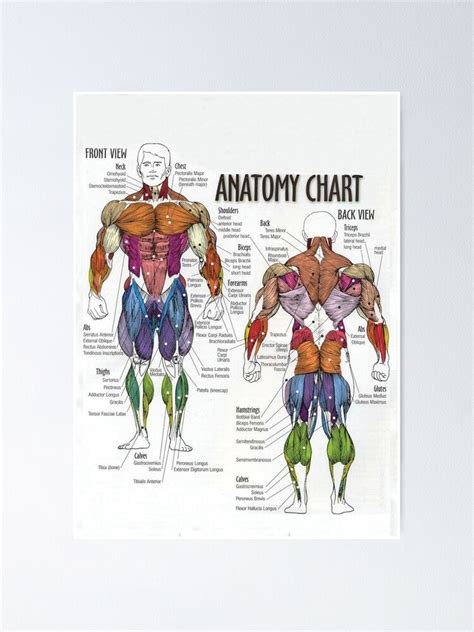 Muscle Chart Back Lower Back Pain Laminated Wall Chart With Digital