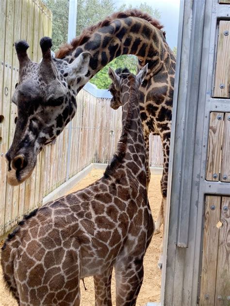 Photos Disneys Animal Kingdom Welcomes Baby Aardvark And Baby Giraffe