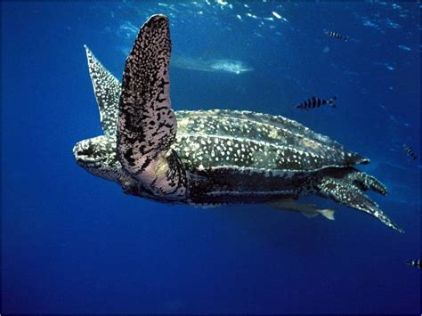 The leatherback turtle is the largest turtle species in the world. Natural Selections: What's big, aquatic, warm-blooded, and ...