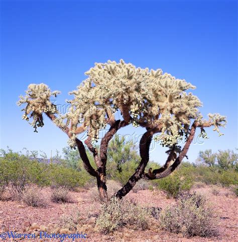 Around 30 to 35 species of cholla cacti have been identified till date, and they belong to the genus cylindropuntia. Chain fruit Cholla photo WP03217
