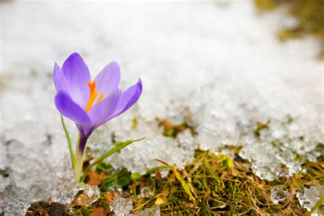 Early Spring Purple Crocus Flower In Melting Snow Stock Photo