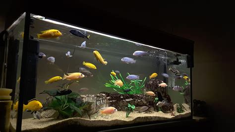 Easiest Fish Tank Care Tips Born Of Fire