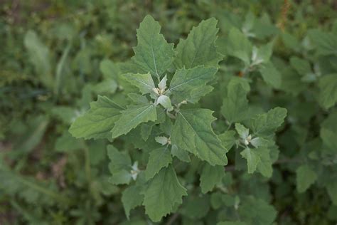 16 Edible Weeds Dandelions Purslane And More