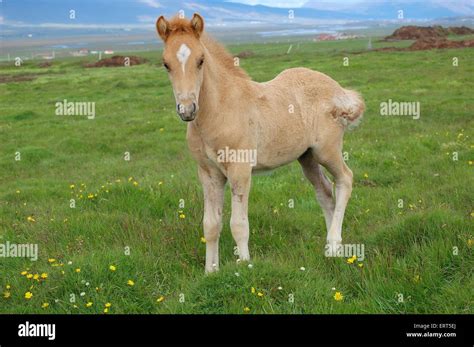 Icelandic Horse Foal Stock Photo Alamy