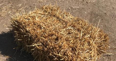 Conventional Bale Wheat Straw