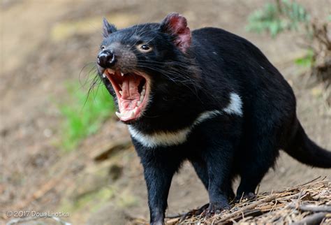 Friday Photo Tasmanian Devil In Tasmania