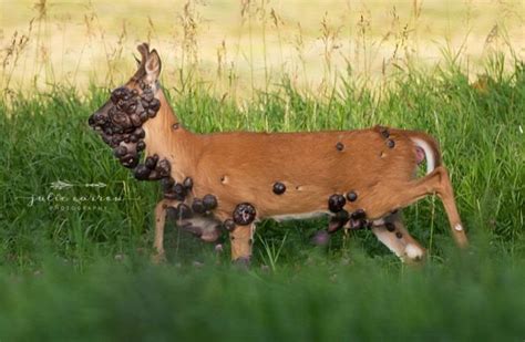 Photos Of Deer Spotted On Camera Covered With Hpv Tumors