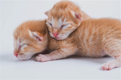 How Long Can A Newborn Kitten Survive Without Its Mother Justagric