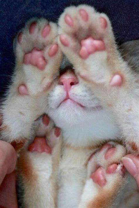 15 Cats That Love Showing Off Their Jelly Beans Cat Paws Cute Cats