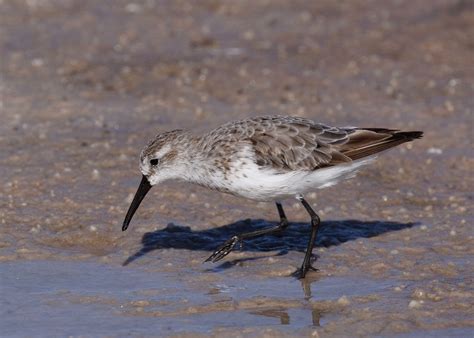 Western Sandpiper Fort Desoto Park St Petersburg Florida David Conley Flickr