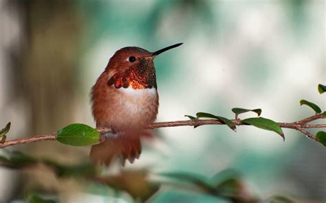 Desktop Hd Wallpapers Free Downloads Beautiful Birds On Branches