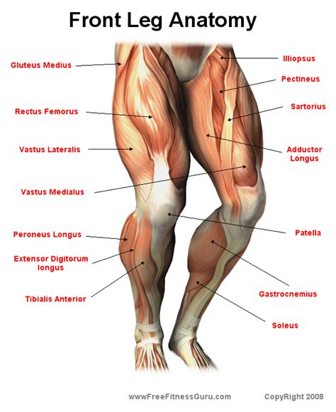 Front Leg Anatomy Leg Muscles Anatomy Muscle Anatomy Leg Anatomy