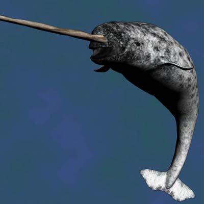 Unicorn Whales Are No Fairytale - Earth in Transition