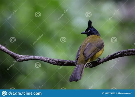 Black Crested Bulbul Pycnonotus Flaviventris On Banch Tree In Park