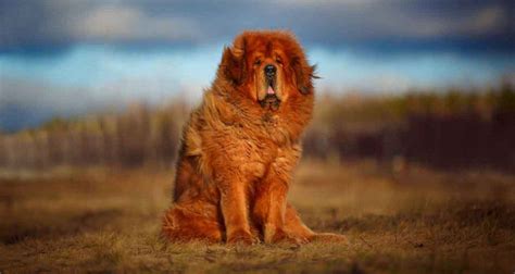 Tibetan Mastiff Information And Dog Breed Facts Pets Feed