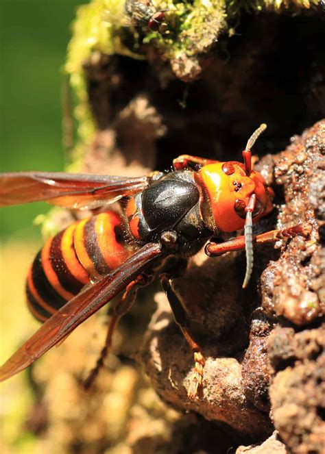 50 Japanese Giant Hornet Facts Complete Guide Plus Photos Videos