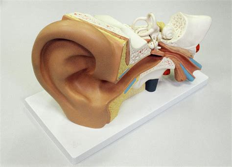 Human Ear Photograph By Annabella Blueskyscience Photo Library
