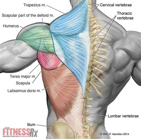 Back Muscle Diagram / Human Anatomy Back View Koibana Info Muscle