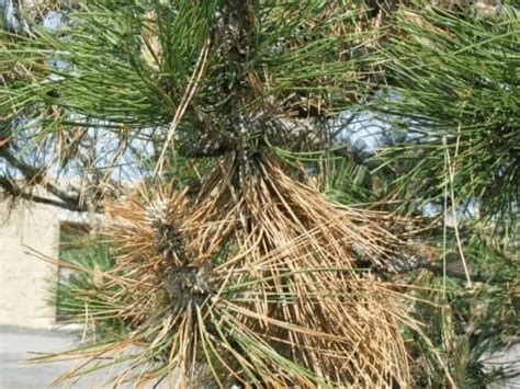Diseases Of Pine Trees Hometown Tree Experts